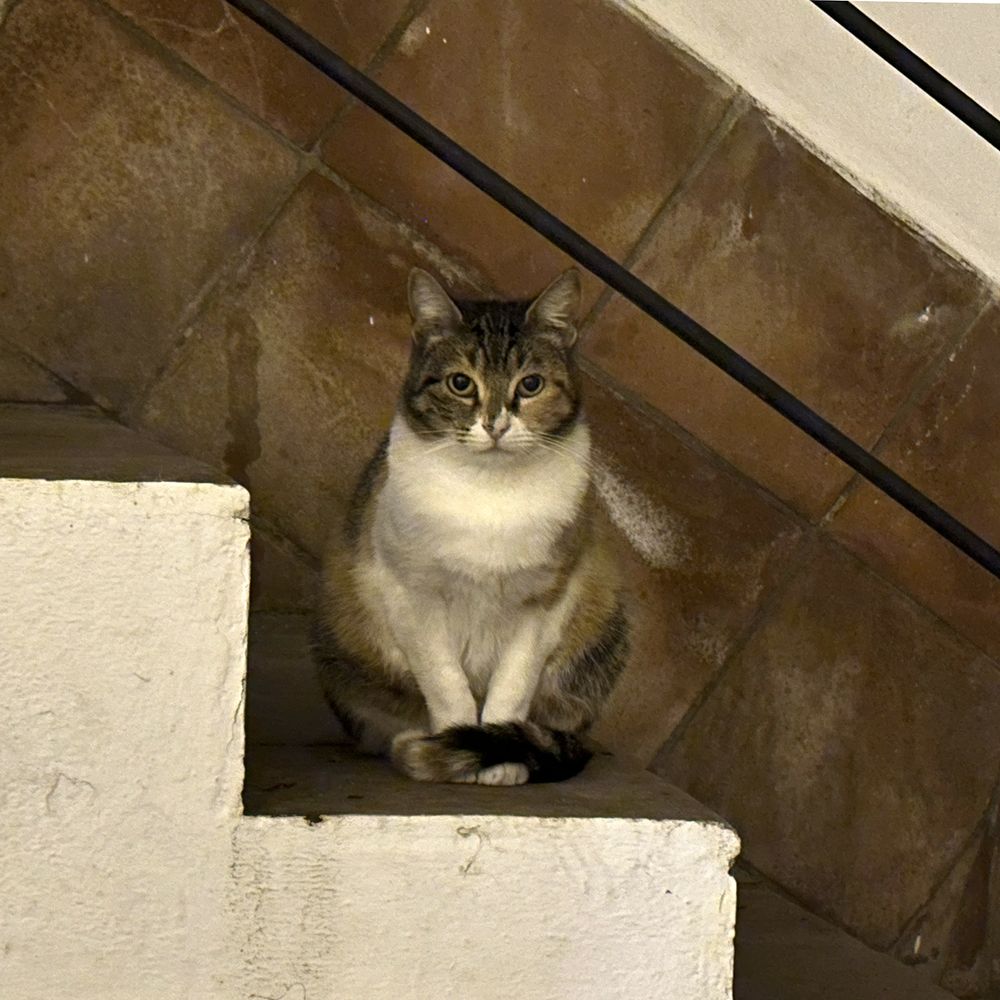Square photo of a three-colour short-haired cat sitting on a step looking straight at the camera. The cat has dark, tabby markings on head, back and tail, but the muzzle, belly and front legs and paws are white.  The cat looks well fed, but wary. 
The steps and wall behind the cat are whitewashed concrete and terracotta tile. There are two black iron railings sloping upwards from right to left, which are presumably part of the staircase.