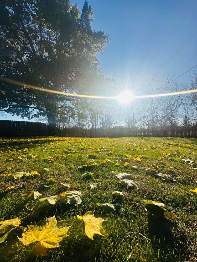 Photograph - low angle with golden leaves in the foreground and smattered over a field of grass - a large maple stretches to the top of the frame and the silhouettes of smaller trees are back lit by a big ol bright late afternoon sun right smack in the center.