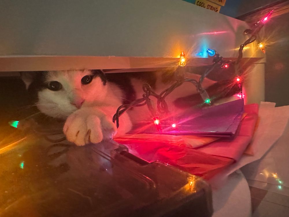 Pretty black and white cat chilling in a small space on a supply shelf - on top of purple and pink paper. Her white paw is holding down a string of multi-colored lights.