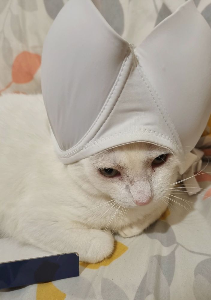 Meu gato, totalmente branco, com um sutiã também branco na cabeça imitando uma Mitra (chapéu do Papa). 