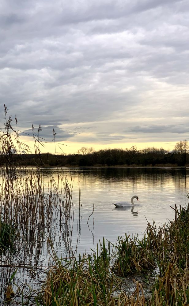 A swan swimming on a lake in late afternoon winter sun