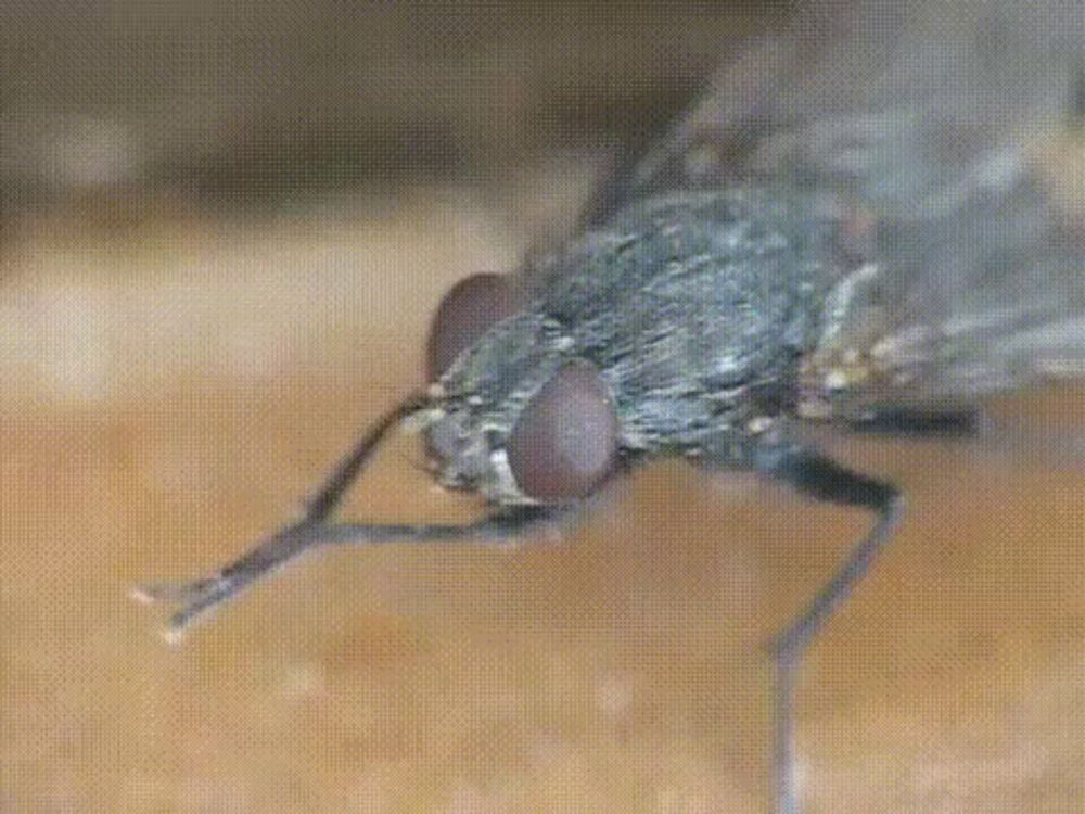 Fly GIF