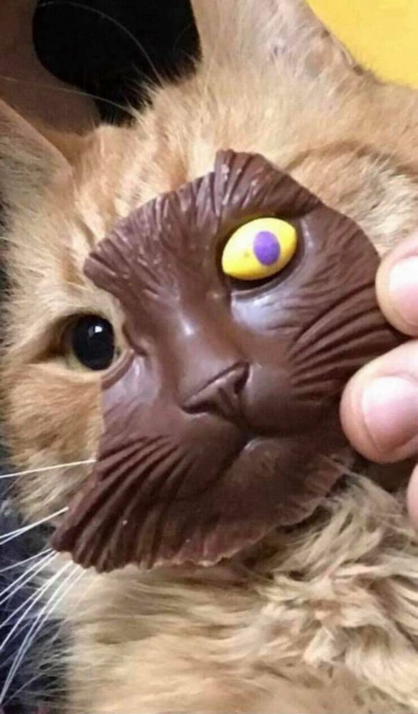 Partial section of the face of a full-size chocolate cat being held over the face of an actual cat.