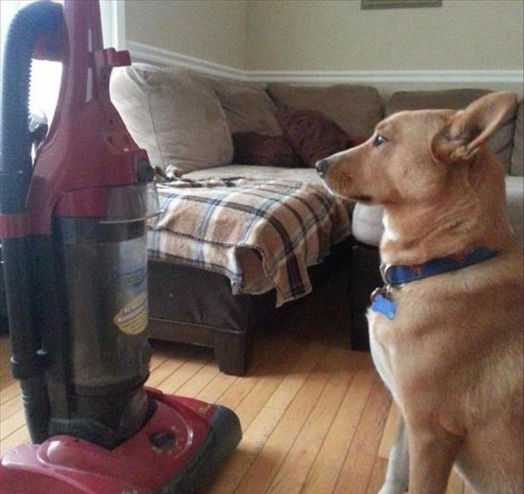 A dog sits staring at the upright vacuum cleaner facing them.