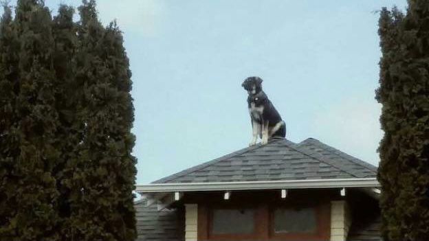 A dog on a roof.