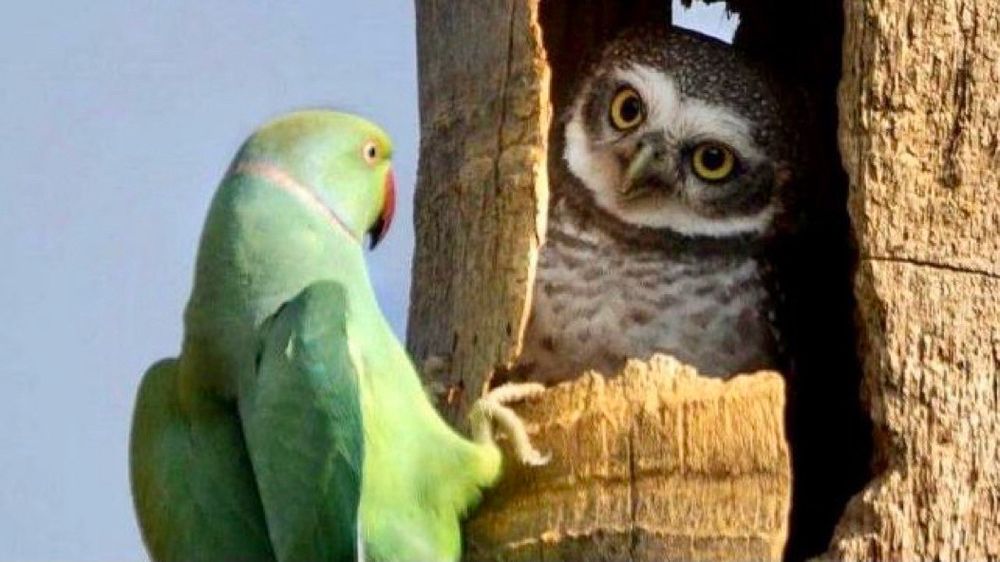 A parrot has a discussion with an owl in a tree