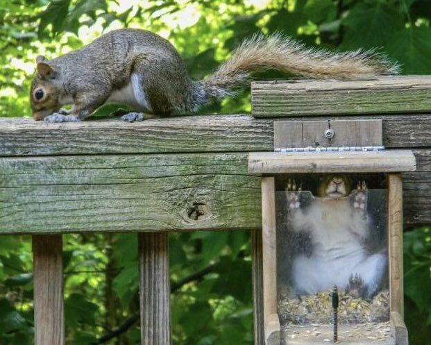 A squirrel sis trapped in a bird feeder attached to the side of a railing, as another sits atop the railing.