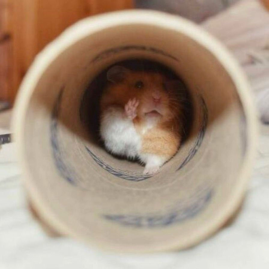 A hamster in a cardboard tube with the opening facing the camera. The hamster is crawling forward with one front paw raised. 