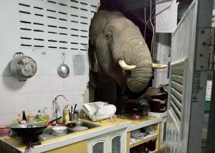 An elephant’s head bursts through the wall of a kitchen.