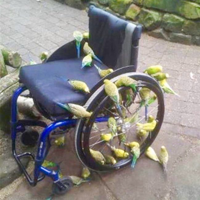 empty wheelchair covered in parakeets