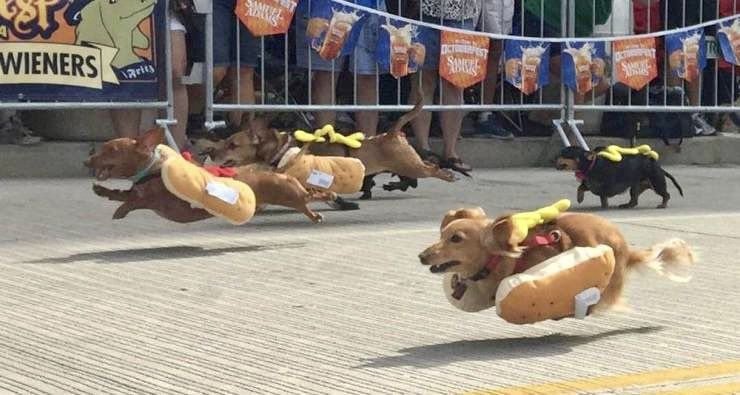 Dachshunds in hot dog costumes racing