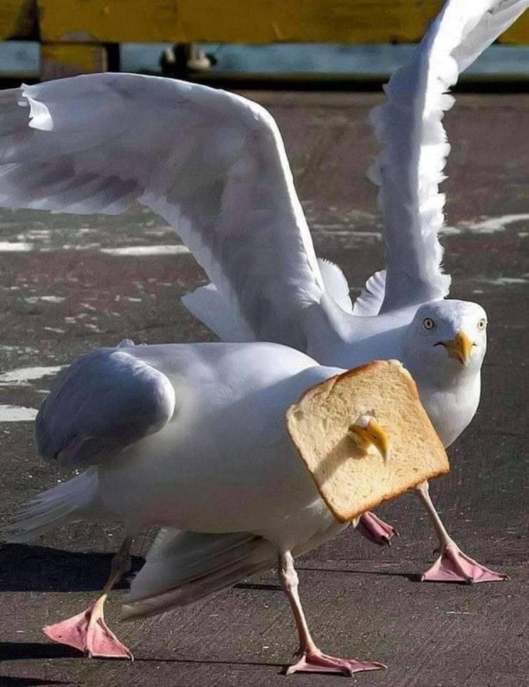 Two seagulls walking. One’s beak is stuck through a slice of bread.