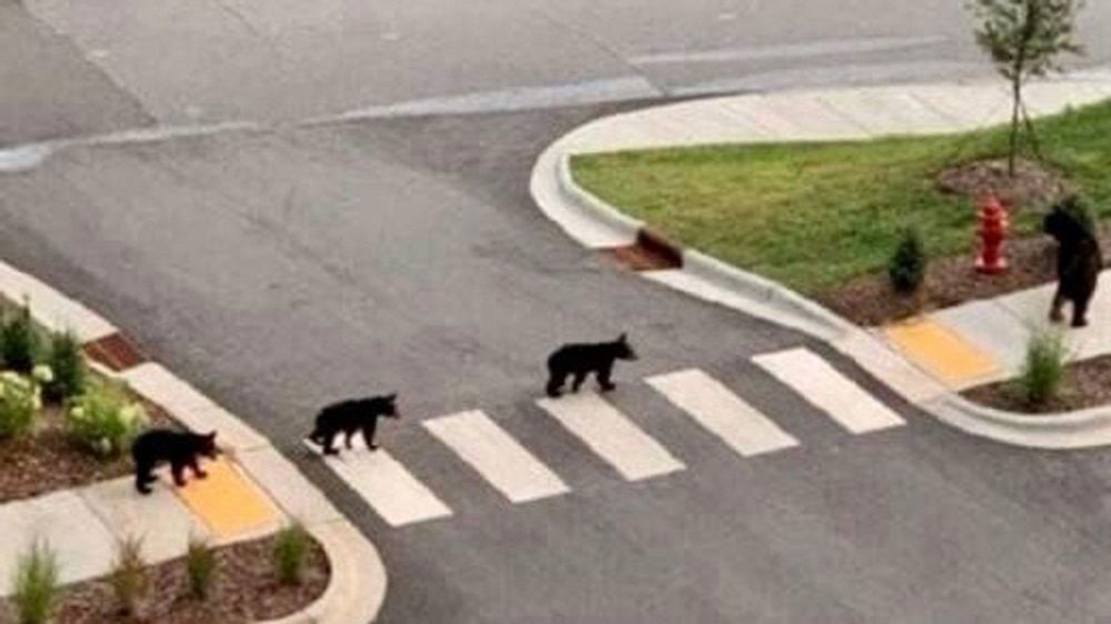 Four black bears are crossing a road at a crosswalk, with one bear on the sidewalk near a fire hydrant. The picture is reminiscent of the Abbey Road album cover.