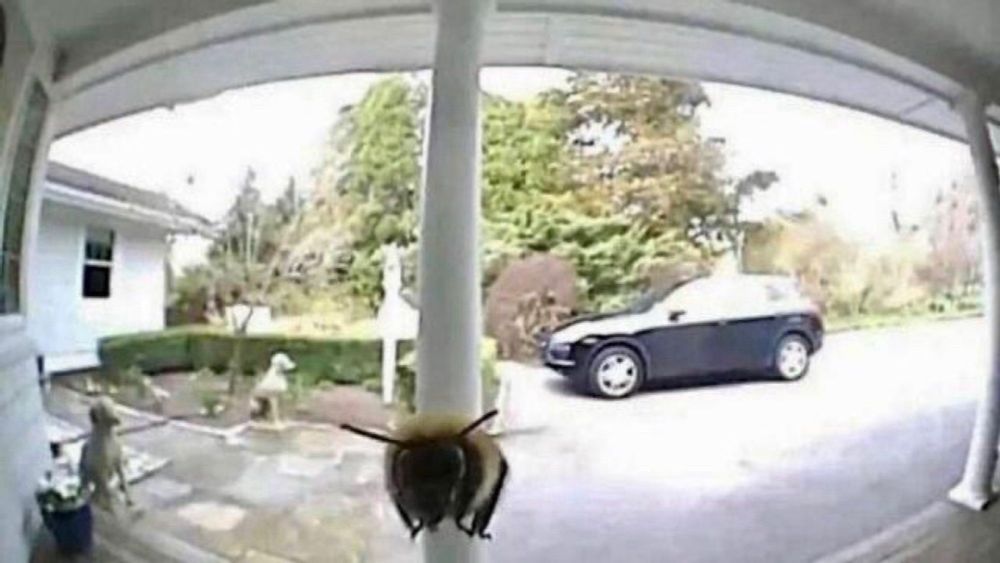 A bee hovers in front of a Ring camera