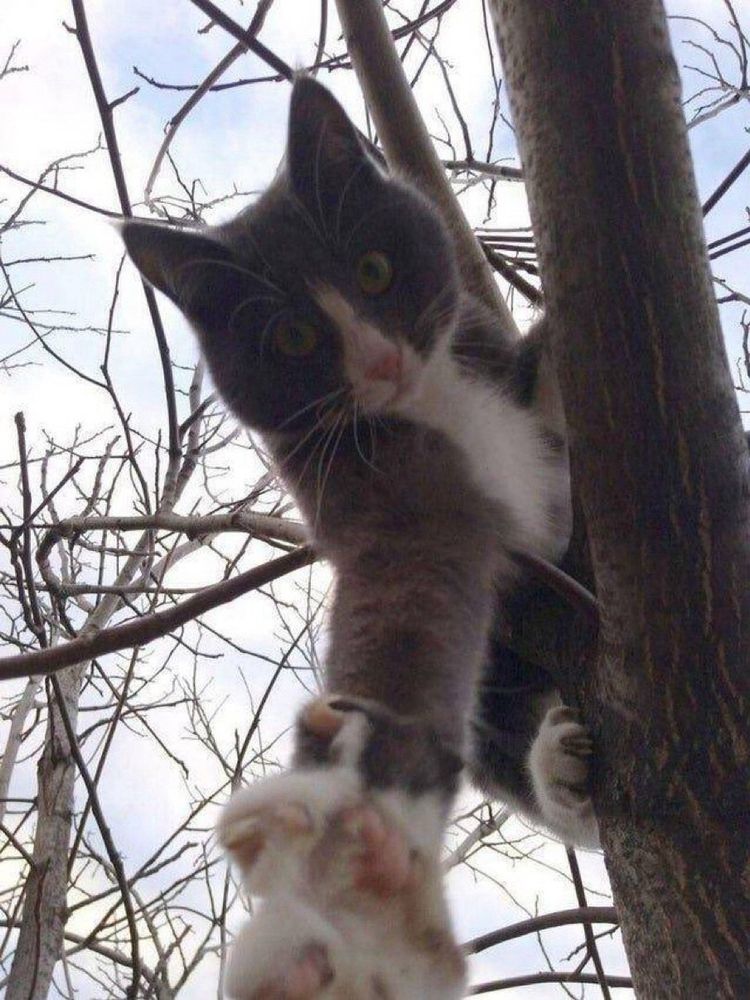 A cat in a tree reaches their paw down towards the camera.