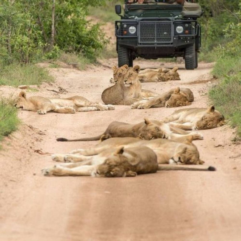 A group of lions lounging on a dirt road, a safari vehicle is approaching in the background.