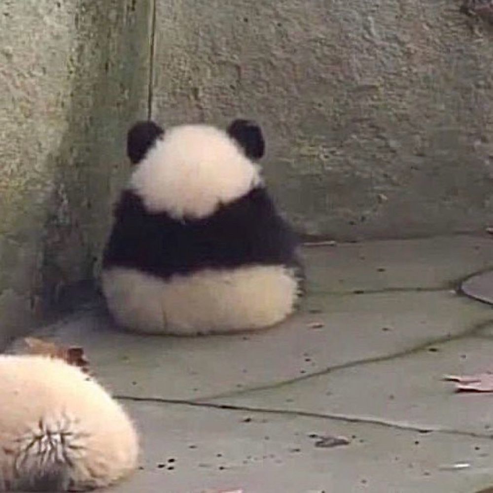 Rear view of a panda sitting next to a wall, with its head turned away, and a fluffy object in the foreground.