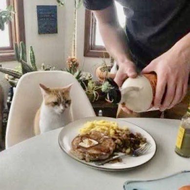 A cat is being served a full, plated breakfast at table.
