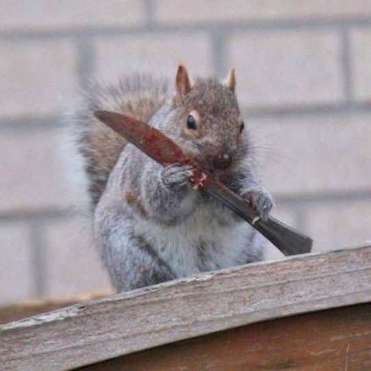 A squirrel holds a butter knife covered in a red substance, likely jelly.