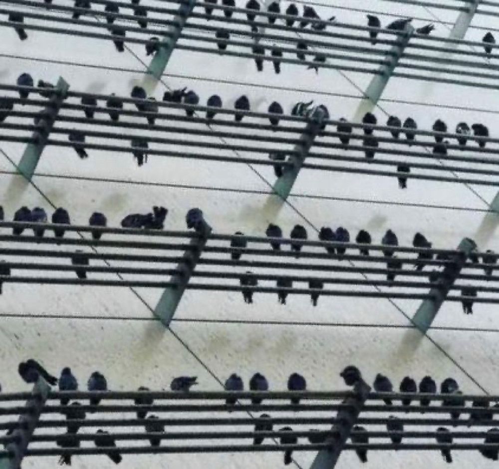 Rows of birds perched on metal beams looking like notes on a staff.