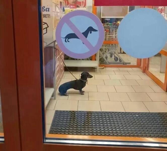 A dachshund stands in a store, visible through glass doors marked with a "no dachshunds" graphic silhouette sign. The interior shows shopping carts and tiled flooring.