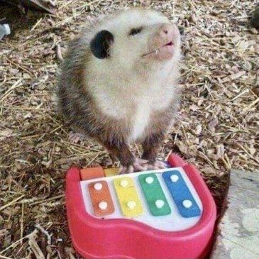 A possum plays a toy piano while appearing to sing.
