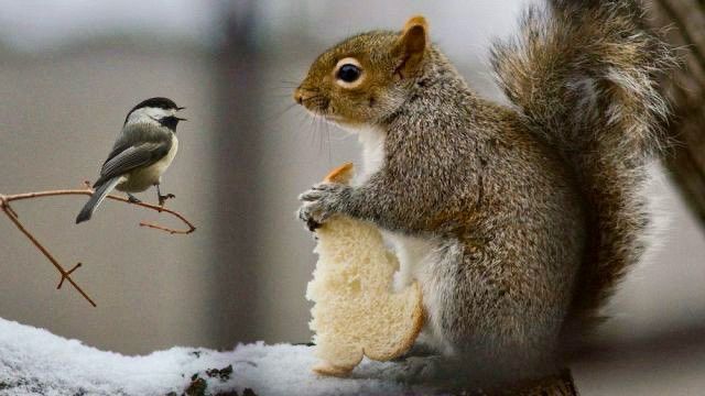 A squirrel holding a piece of bread has a discussion with a bird.