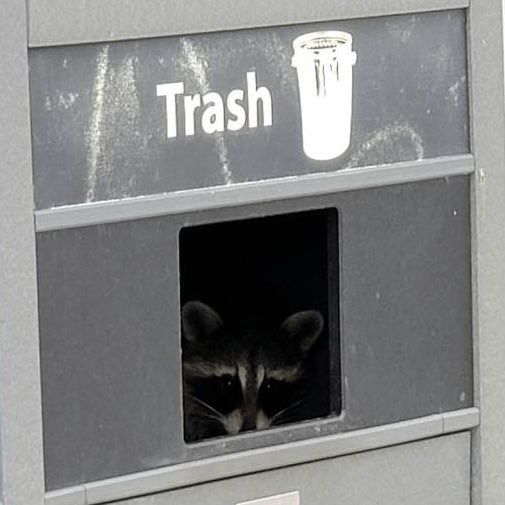 A raccoon sits just inside the square opening in the front of a commercial trash can.
