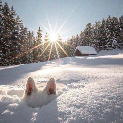 A pair of dog ears surface from deep snow.