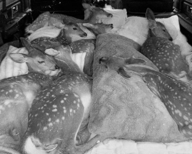 A half-dozen young deer lie on a bed of pillows and blankets.