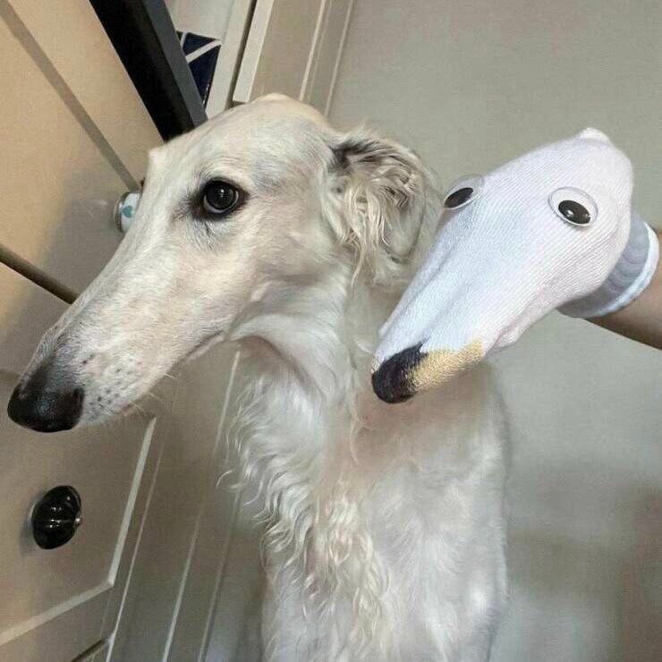 A Borzoi dog, looking forlorn, sits next to a dresser as their owner mimics them using a sock puppet adorned with googly eyes.