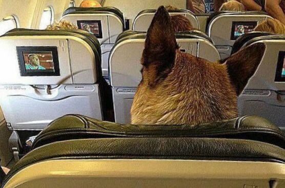 A German Shepherd sits in an airplane seat. Photo is of the back of their head, taken from the seat behind.