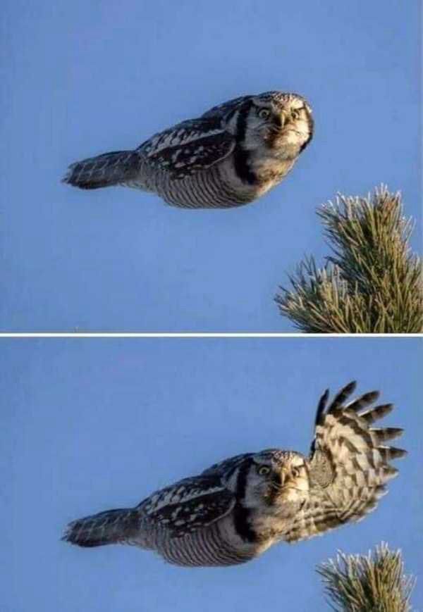 Picture of an owl, looking at the camera, wings pinned back and gliding above a picture of the same owl looking at the camera and raising one wing.