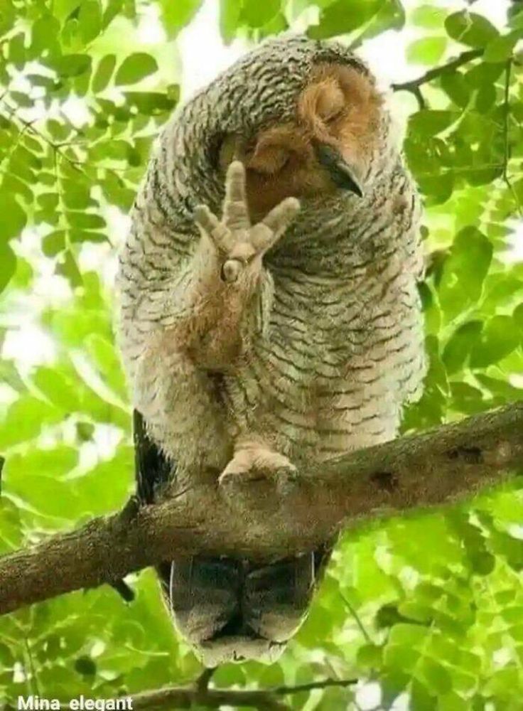 An owl sits in a branch, eyes closed, head tilted, claw outstretched in a “hold up a second” gesture.