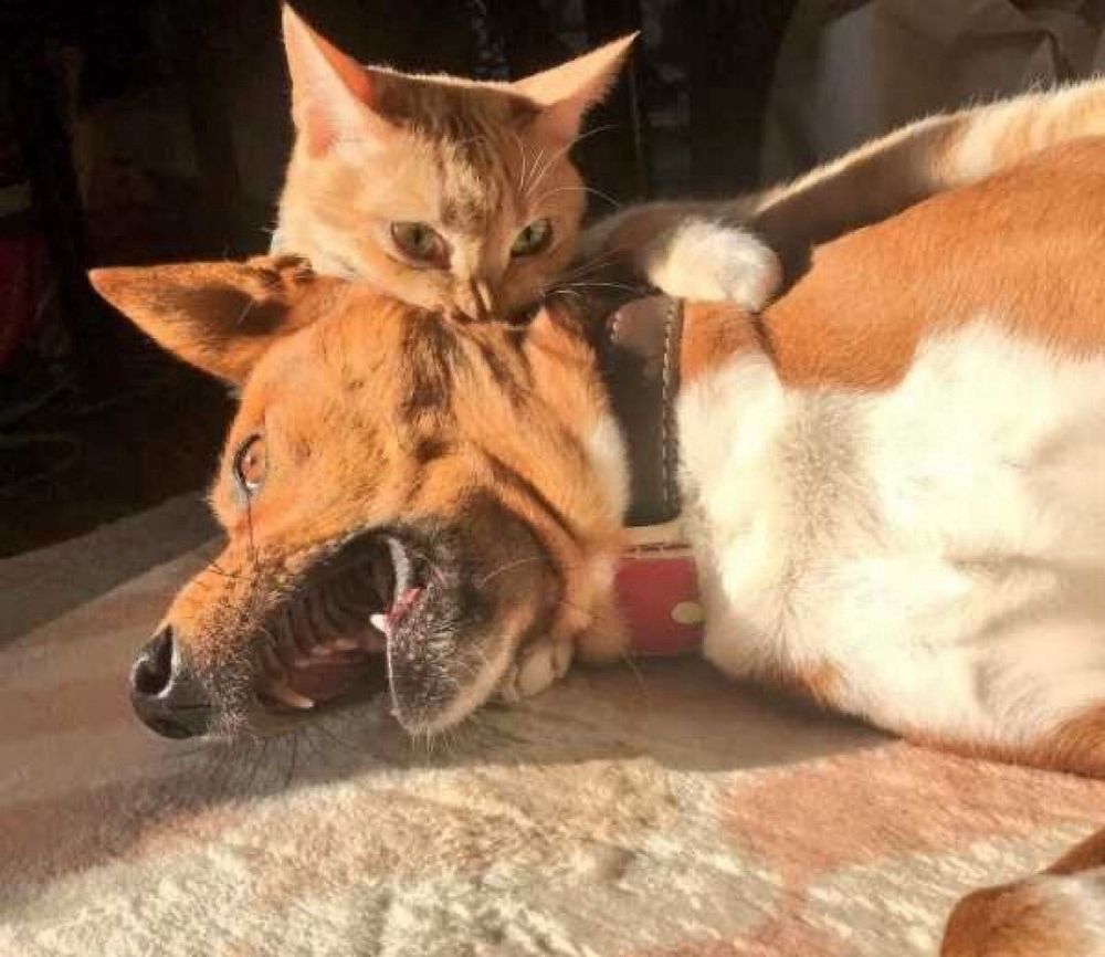 A cat playfully bites the neck of a very alarmed-looking dog.