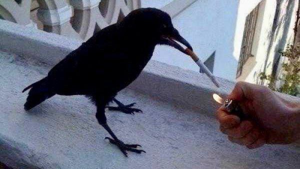 a hand holds a lighter to a cigarette in the beak of a raven (crow)