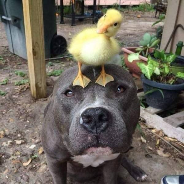 A pit bull with a duckling on their head stares at the camera.