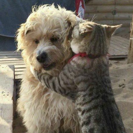 A cat appears to whisper in the ear of a dog.