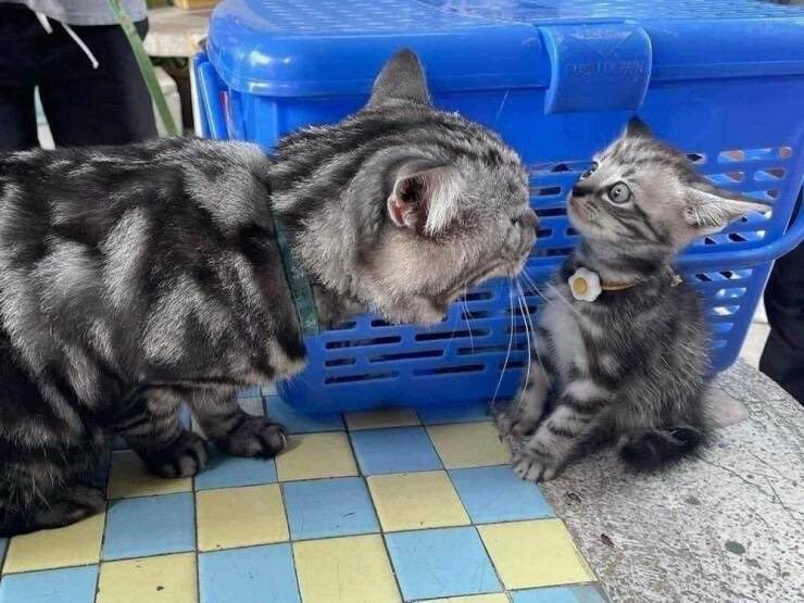 A striped cat appears to be “yelling” at a kitten with the exact same coloring. The kitten’s eyes are wide open and their ears pinned back.