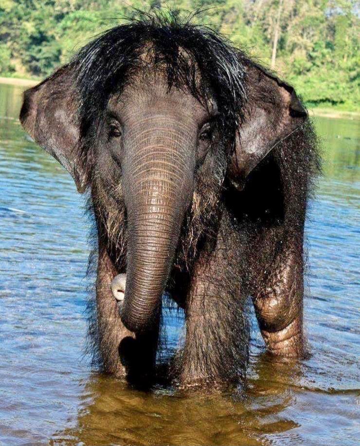 A furry elephant standing in water faces the camera. 