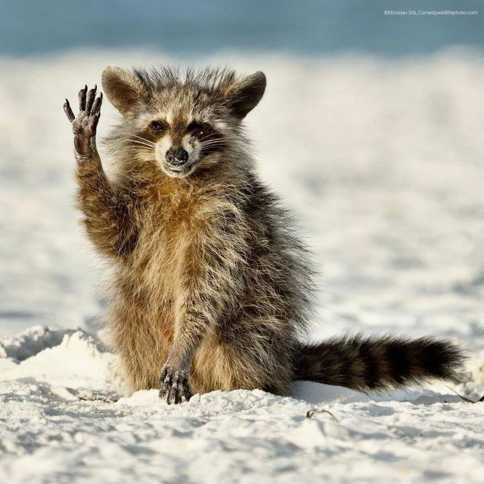 A rumpled raccoon smiles and waves at the camera.