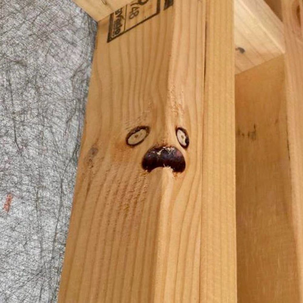 Knots in wood framing resemble a human face screaming. 