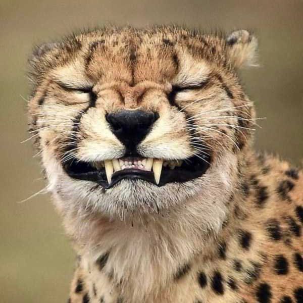 A cheetah “smiles” for the camera. 