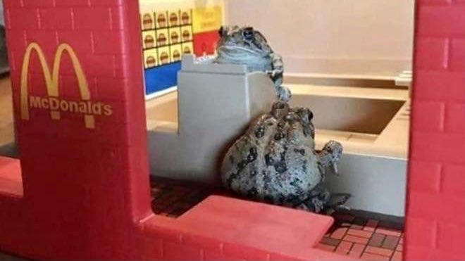 A dollhouse-sized McDonald’s occupied by 2 frogs as cashier and customer. 