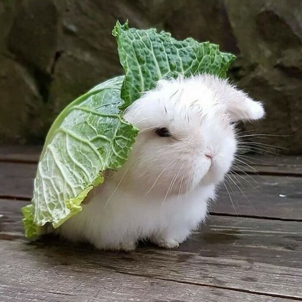 A small what bunny with a lettuce leaf draped over its back.