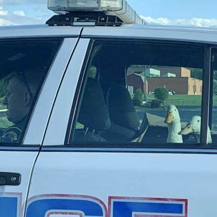 Two ducks sit in the back of a police cruiser.