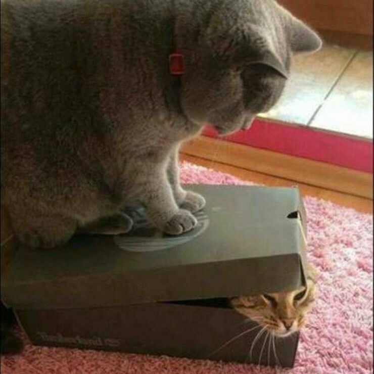 A large gray cat sits on a partially-closed shoebox. Another cat’s face pokes out of the open corner of the box.