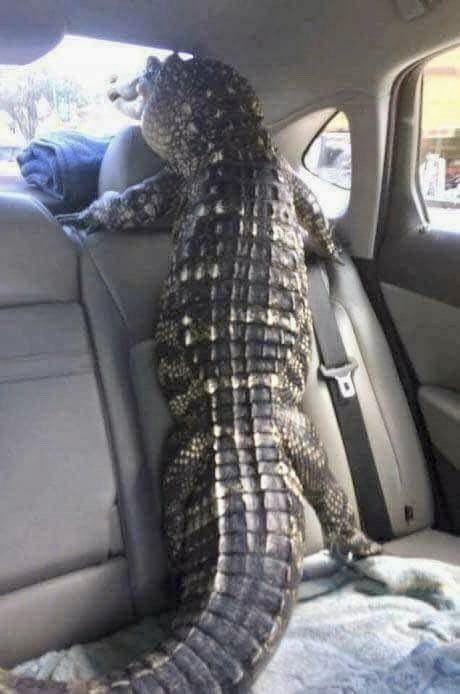 An alligator looks out of the rear window in the back seat of a car.