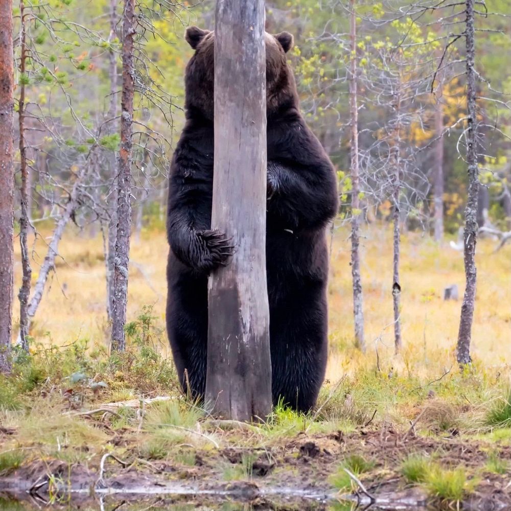 A bear standing upright, behind a narrow tree.