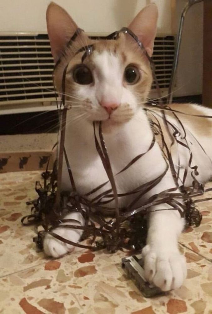 A cat completely tangled up in tape from a cassette.